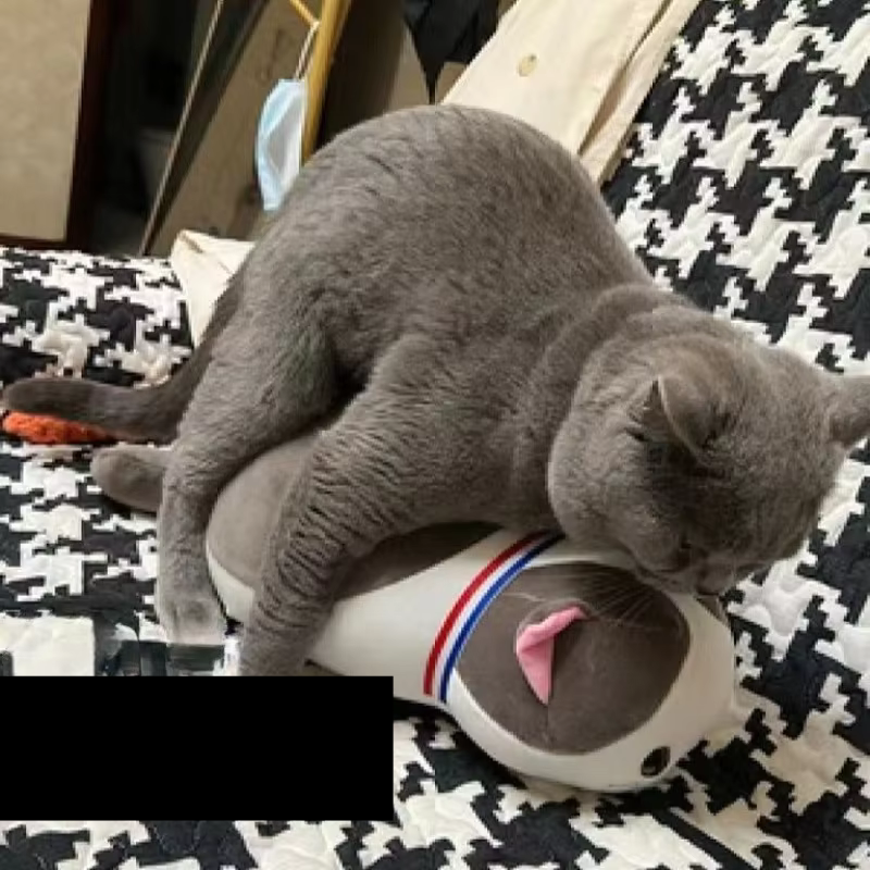 Hello Pretty Babe Kitties Toy for Pets